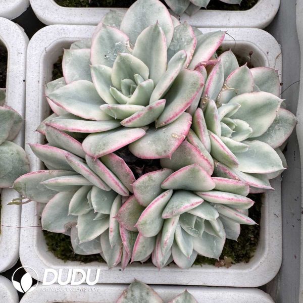 e201-838.jpg Echeveria Creamy Peach Variegated Small Clustering - Image 1