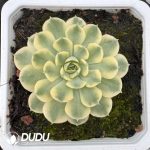 Echeveria Dream Rose Variegated