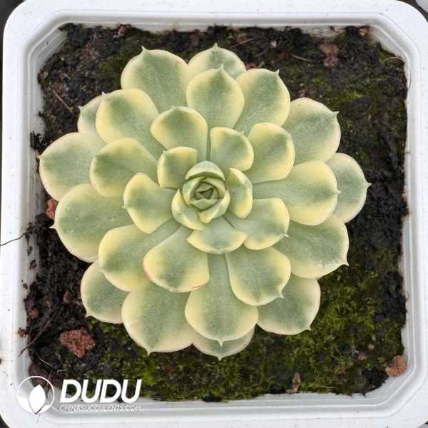 e201-839.jpg Echeveria Dream Rose Variegated - Image 1