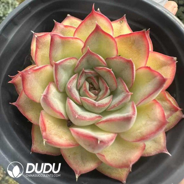 Echeveria Orion - Image 1