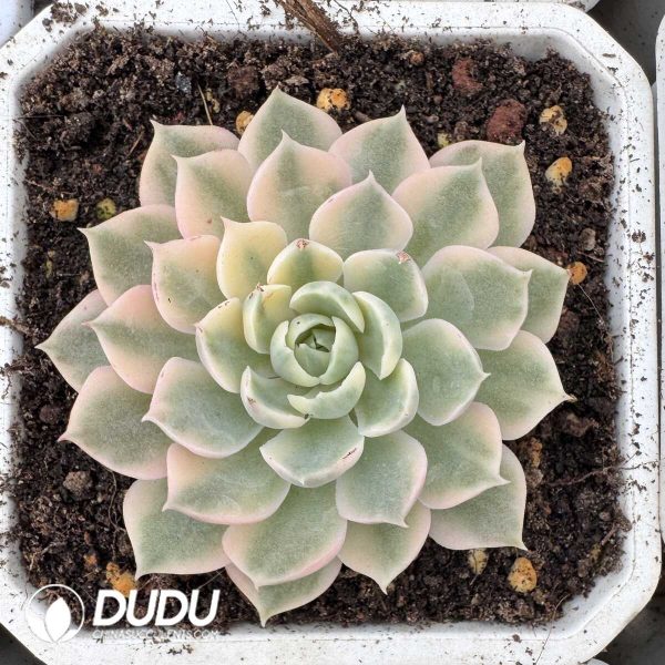 e201-840.jpg Echeveria Desert Rose Variegated - Image 1