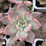 Echeveria Carmella Variegated