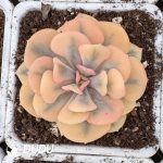 Echeveria Exotic Variegated