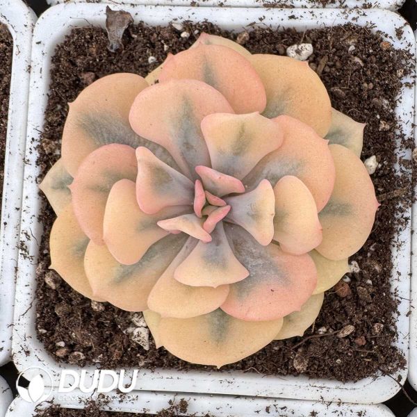 e201-842.jpg Echeveria Exotic Variegated - Image 1
