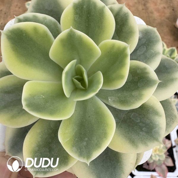 e201-843.jpg Echeveria Star Natha Variegated - Image 1