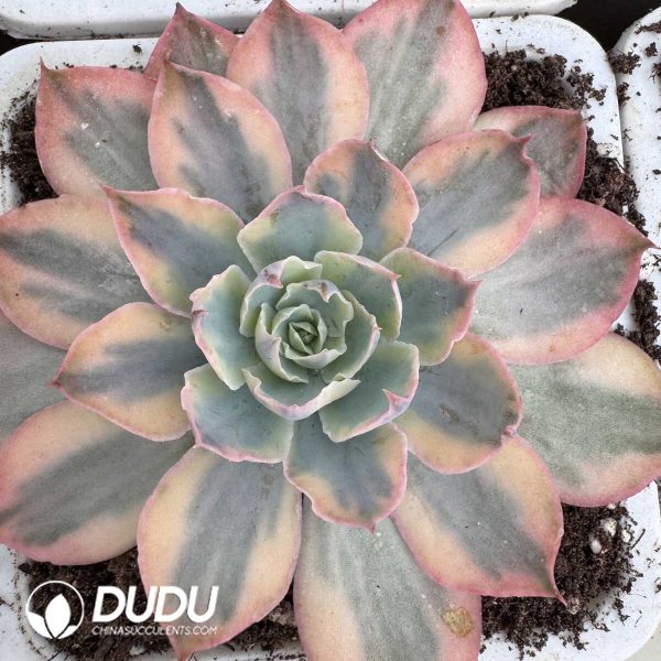 e201-844.jpg Pinky Variegated - Image 1