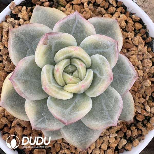 e201-845.jpg Echeveria Elizabeth Variegated - Image 1