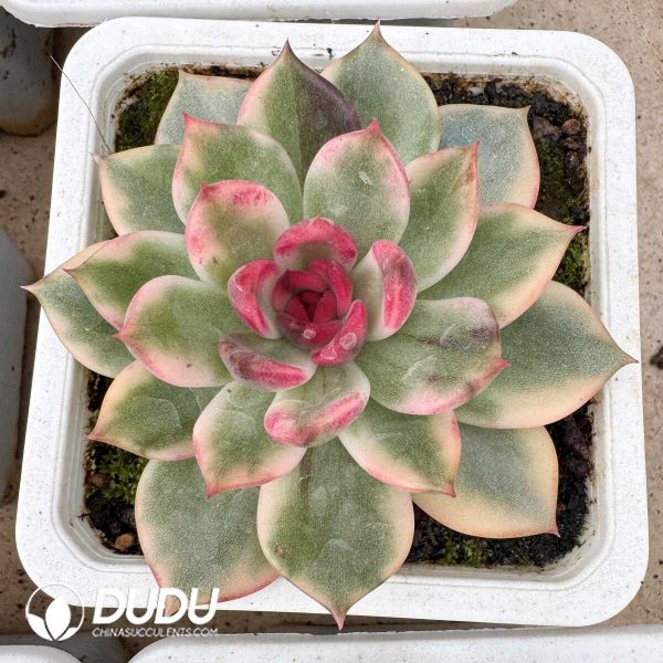 e201-846.jpg Echeveria Hibiscus Acetosella - Image 1