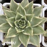 Echeveria Agavoides Lem Variegated