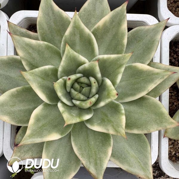 e201-847.jpg Echeveria Agavoides Lem Variegated - Image 1