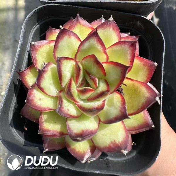 Echeveria Pulidonis - Image 1