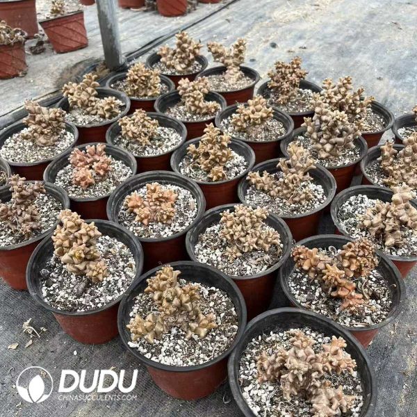 Othonna Herrei （Big Size） - Image 1