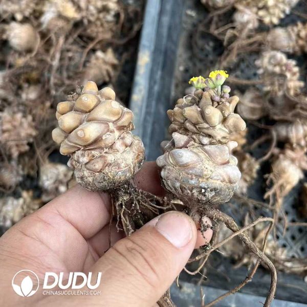 e201-853.jpg Othonna Herrei (Small Size) - Image 1