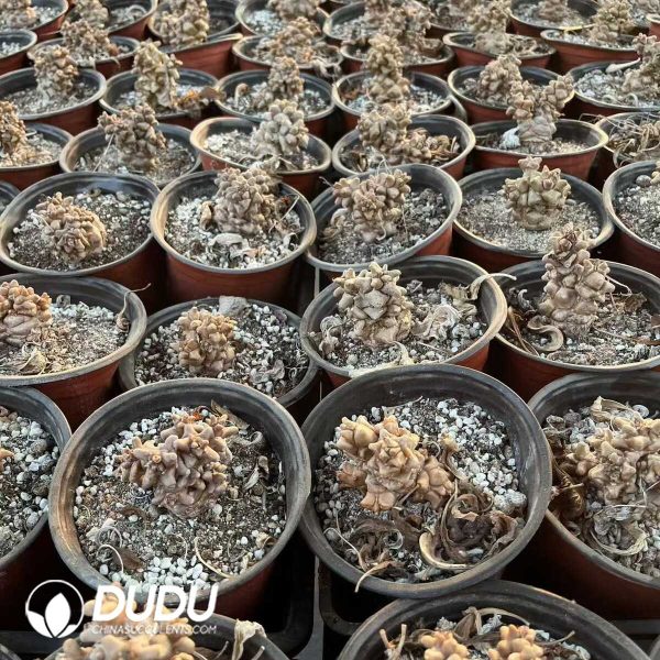 Othonna Herrei （Mid Size） - Image 1