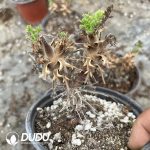 Pelargonium Rubiginosum