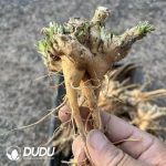 Pleiospilos Resurgens