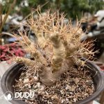 Othonna Euphorbioides