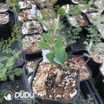 Othonna Cakilifolia (Mid Size)