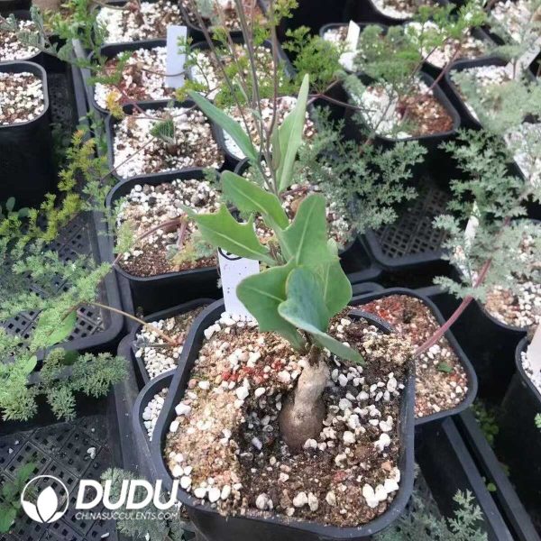 Othonna Cakilifolia (Mid Size) - Image 1