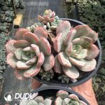 Echeveria sbucorymbosa lau 026 Clustering