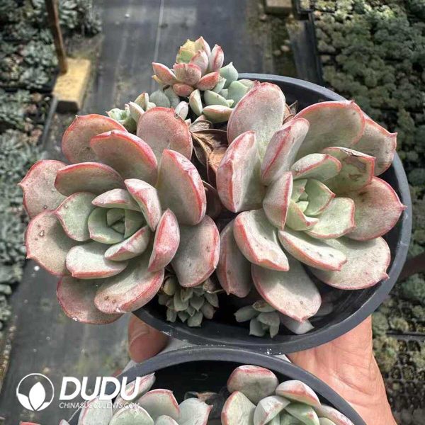 Echeveria sbucorymbosa lau 026 Clustering - Image 1