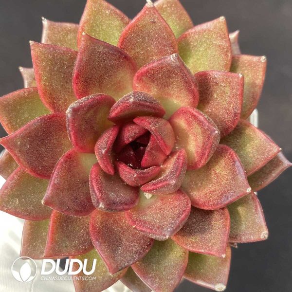 Echeveria Black Fox - Image 1
