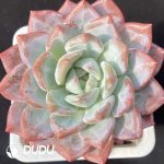 Echeveria Black Eyed Peas