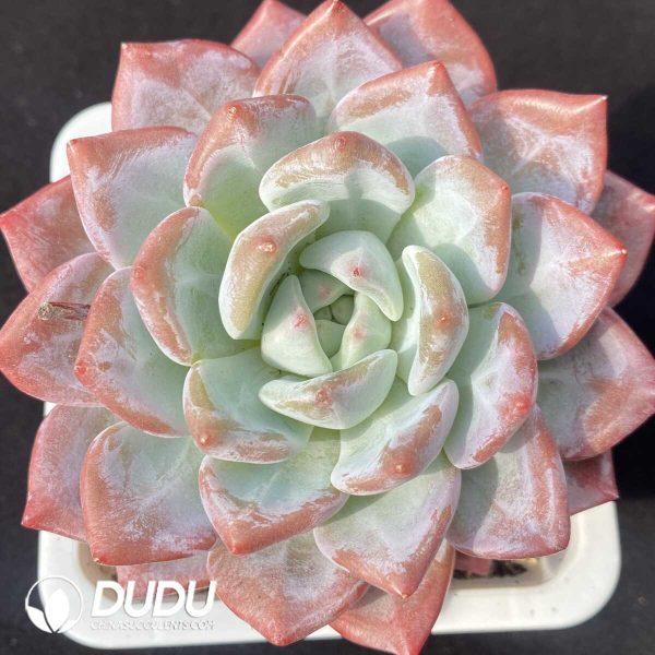 e201-862.jpg Echeveria Black Eyed Peas - Image 1