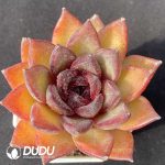 Echeveria Xuanqiao