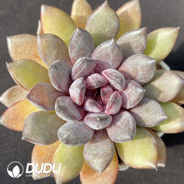 e201-864.jpg Echeveria Black Beauty - Image 1