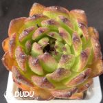 Echeveria Black Cranberry