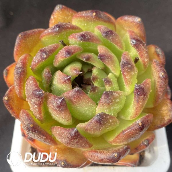 e201-865.jpg Echeveria Black Cranberry - Image 1