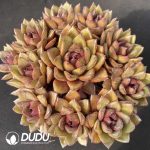 Echeveria Black Eagle Clustering