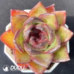 Echeveria Black Cube