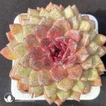 Echeveria Black Diamond