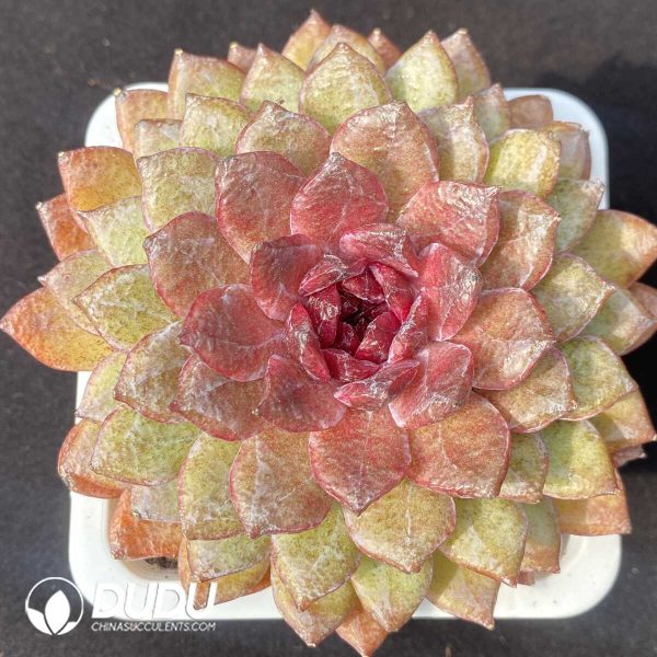 e201-868.jpg Echeveria Black Diamond - Image 1