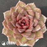 Echeveria Black Jade Qilin