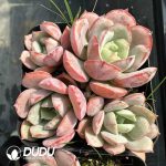 Echeveria sbucorymbosa lau 027 Clustering