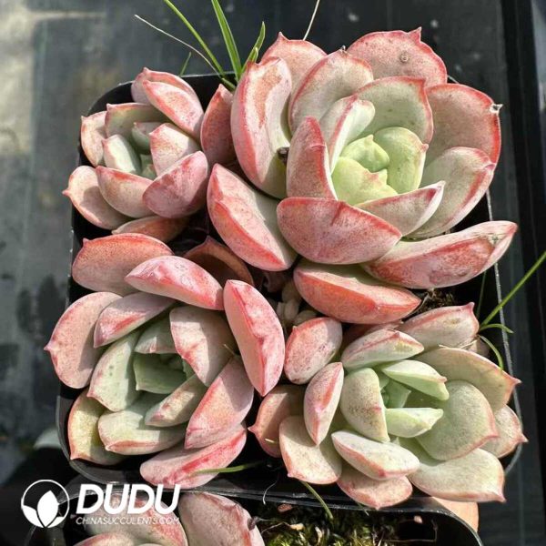 Echeveria sbucorymbosa lau 027 Clustering - Image 1