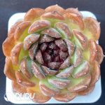 Echeveria Black Brin