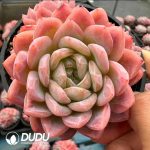 Echeveria Gila Snow Double Heads