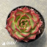 Echeveria Guanyue Tower