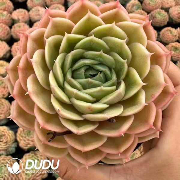 Echeveria Crystal Ansnow - Image 1