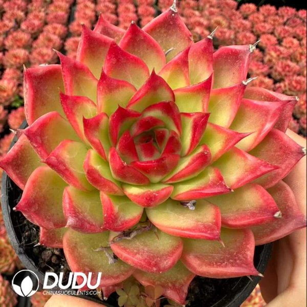 e201-874.jpg Echeveria Dongyunshao - Image 1