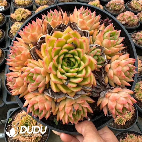 e201-875.jpg Echeveria Champagne Rose Clustering - Image 1