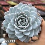 Echeveria Snow Lotus