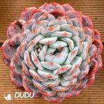 Echeveria Big MAC Sugar Heart Snow Angel