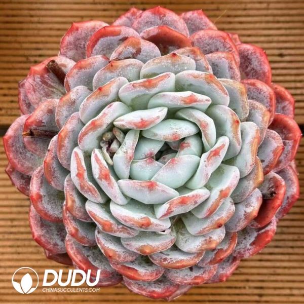 e201-877.jpg Echeveria Big MAC Sugar Heart Snow Angel - Image 1