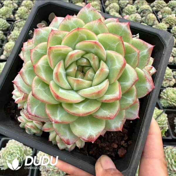 Echeveria Bai Yutang Clustering 7+ Heads - Image 1