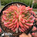 Echeveria Hongluan Double Heads